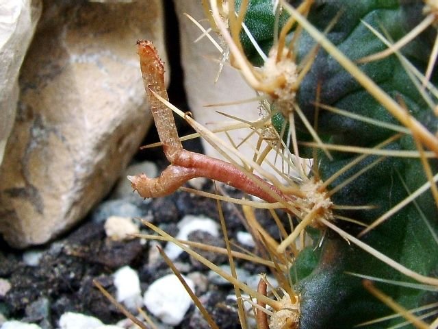 Austrocactus _philippii_ 03